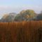 tawny field