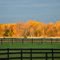Fall Colors
