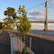 Verrazano Bridge_1