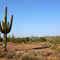 Saguaro Cactus