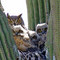 Owls in Cactus