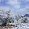 Elephant Head Rock - southern Arizona snowstorm