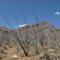 Ocotillos; Bull Springs Road, FSR 143, Santa Rita Mountains, Coronado NF, SW of Patagonia, AZ