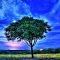 Night Tree