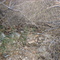 Mojave Rattlesnake in Swisshelm Mts, Elfrida, AZ