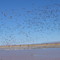 Sandhill Cranes, Whitewater Draw, AZ