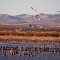 sandhill cranes