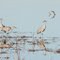 Sand Hill Cranes in flooded field