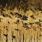 Yellow-headed Blackbirds