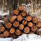 Clearing the Trail of Deadfall