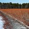 Rows of Blueberry Bushes Pruned for Spring