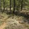 Sand Myrtle, Pine Barrens