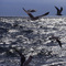Seagulls, Cape Cod,USA