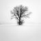 The Tree