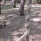 Fries Mill Strangler Vines