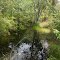 Tuckahoe River below Cumberland Road