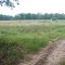 Fields Pealsee WMA