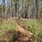 Penn Branch Mountain Bike Trail