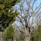 Bulltown Old Growth