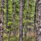 Thick Pines