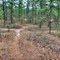 South Jersey Pine Barrens