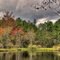A Pond with Plenty of Water This Time of Year