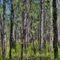 Blackened Pines  and Spring Foliage