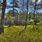 Sparse Forest Meets Many New Pines at Hawkins Bridge Road