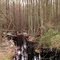 Penn Swamp Branch Downstream