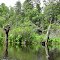Mullica River Stumps