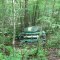 Truck in the woods