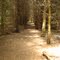 FLT M17 - Pine Forest West of Route 96B