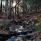 Fischer Old-Growth Forest Preserve