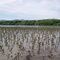 looking west at the Catskills from the green flats