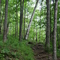 Trail