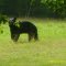 OSO BEAR