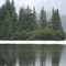 Pine point
