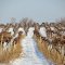 Grape fields in snow (Paw Paw, MI)