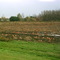 Pumkin Patch Past Its Prime