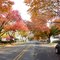 Fall in Glen Oaks 2