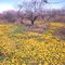 Davis Peach Farm before the condos