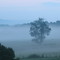 Tree in the fog