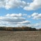 Harvested field