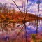 Roadside wetlands, Rt. 20, NY