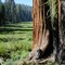 Log Meadow, Sequoia NP
