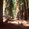 Giant Forest