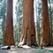 SEQUOIA NP3