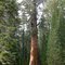 112. Sequoia NP