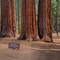 The Parker Group of Giant Sequoias