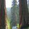 Sequoia N.P / the car drive between the two trees